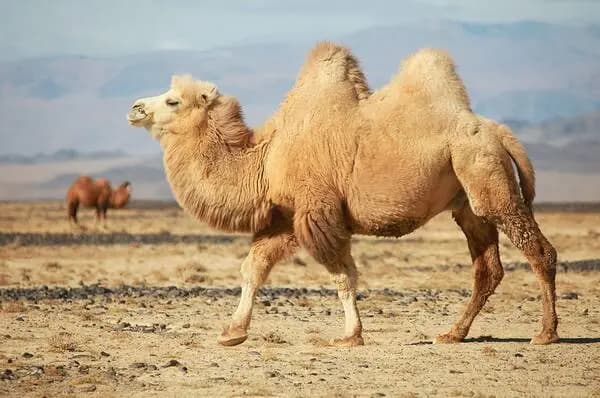 قیمت لیر ترکیه به تومان، امروز جمعه 9 خرداد ماه 1404 