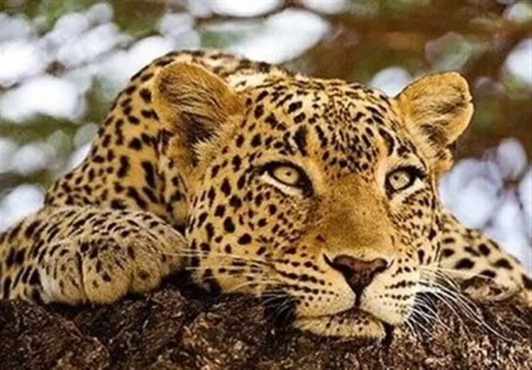 مجوز استخدام 27436 نفر در وزارت بهداشت صادر شد