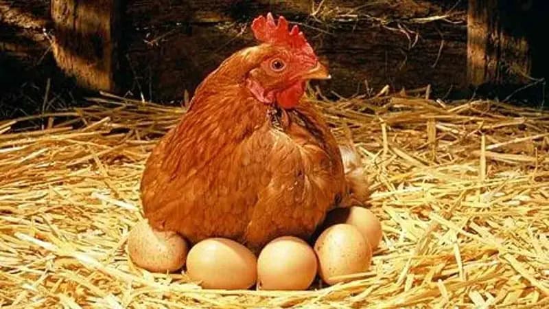 قیمت جدید مرغ و تخم مرغ رسما اعلام شد