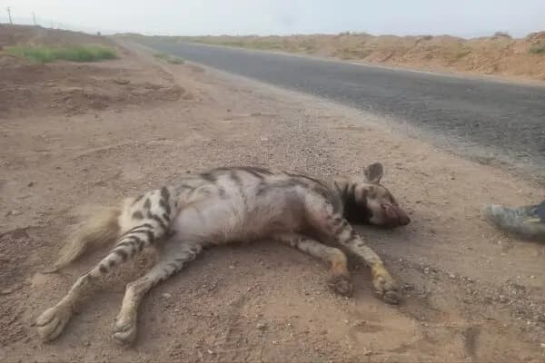 یک تصادف تلخ محیط‌زیستی؛ کفتار ماده‌ای در خراسان جنوبی زخمی شد