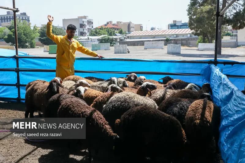 اعلام ۶ جایگاه عرضه و ذبح بهداشتی دام همزمان با عید قربان در شیراز