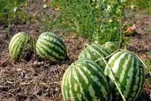 بحران بزرگ در منابع آبی ایران: بحرانی‌ترین سال آبی است