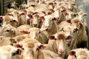 توقف ترخیص خودرو‌ها در گمرک شهید رجایی صحت دارد؟