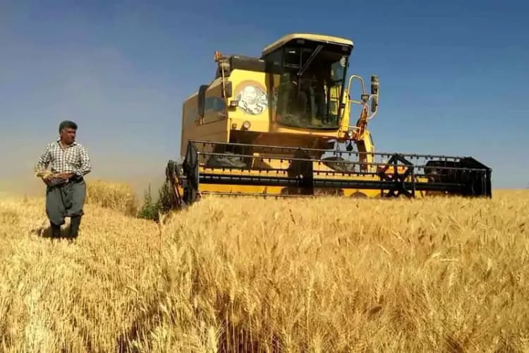 قیمت گوشت مرغ امروز دوشنبه ۱۹ خرداد ۱۴۰۴ 