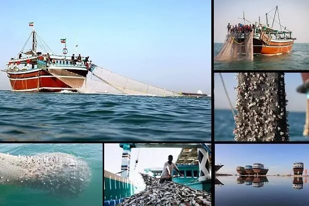 توقف صید ترال «یال‌اسبی» یک ضرورت  است؛ لزوم احیای اکوسیستم خلیج فارس