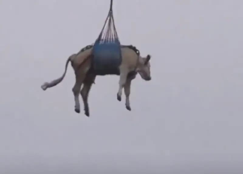 ترند