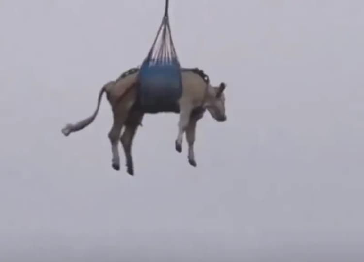 ترند