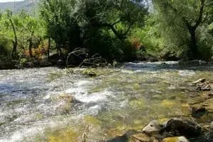 ترند