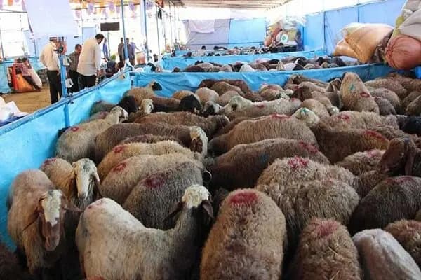 خوردن تخمه بین دندان‌ها فاصله می‌اندازد؟
