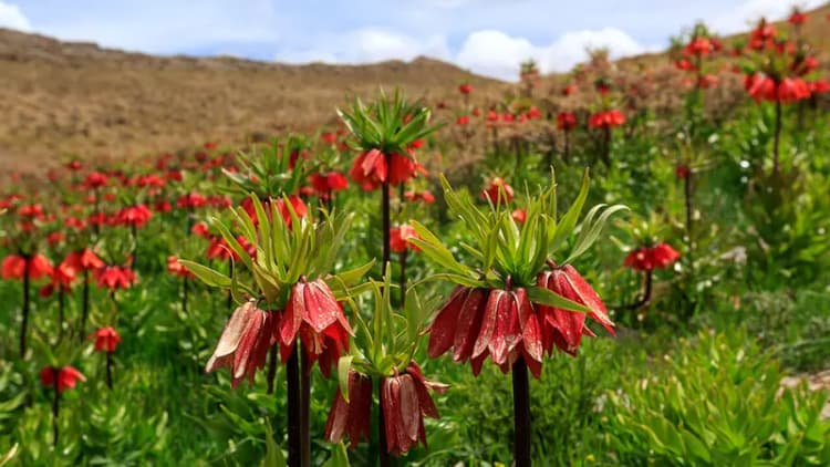 واژگونی قایق مهاجران در جزایر قناری حداقل ۷ کشته بر جای گذاشت