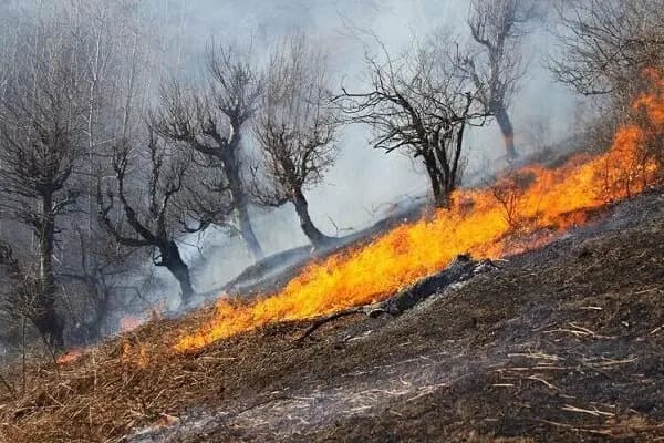 نماینده هرمزگان قهرمان لیگ آب‌های آرام بانوان شد