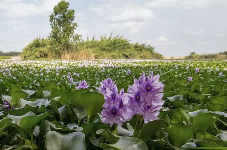 دستور وزیر کشور برای بررسی وضعیت حمل و نقل عمومی غیررسمی و اینترنتی