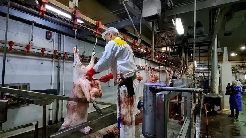 فعالیت کشتارگاه مشهد در آستانه عید قربان 