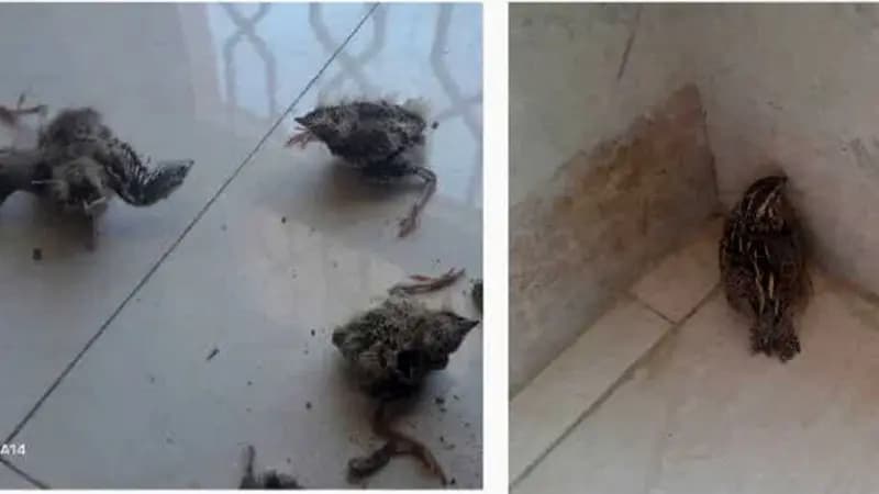 اتباع غیرقانونی یک گونه پرنده نادر را شکار کردند / بلافاصله دستگیر شدند + جزئیات