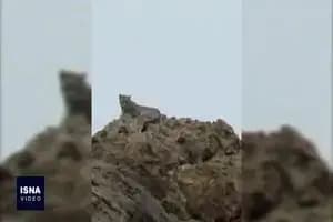 اعزام سگ زنده‌یاب به محل انفجار گاز در نیشابور