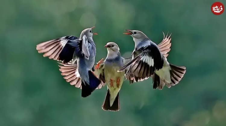 ماسک همکاری با تلگرام را تکذیب کرد!