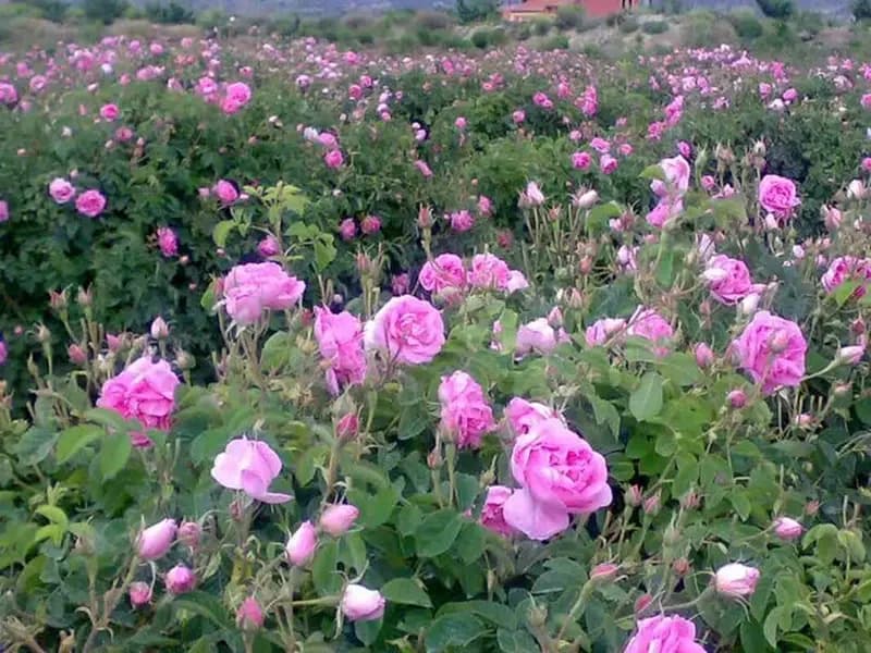 گلاب ارزان، گردشگران خوشحال؛ بروجرد رقیب کاشان شد!