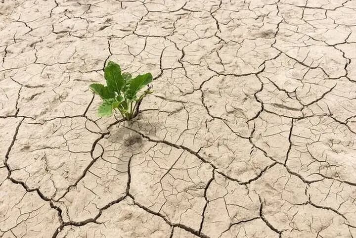 ۳۲۴ گونه گیاهی در هرمزگان شناسایی شد