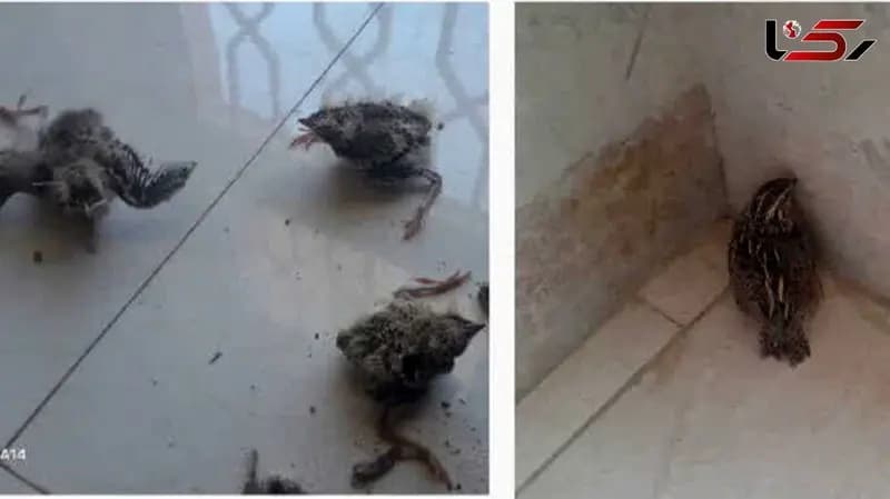 اتباع غیرقانونی یک گونه پرنده نادر را شکار کردند 