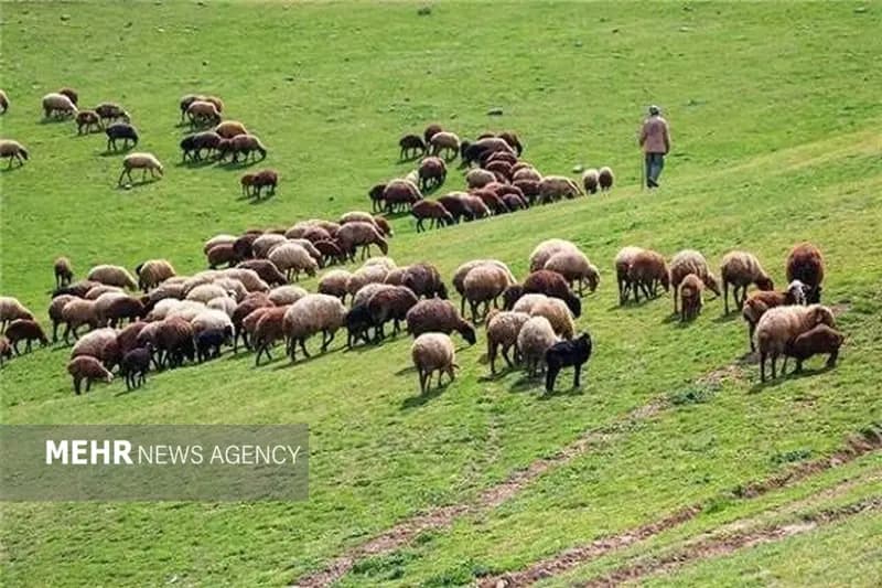 ممنوعیت تردد دام مازاد در مراتع حفاظت شده پرور