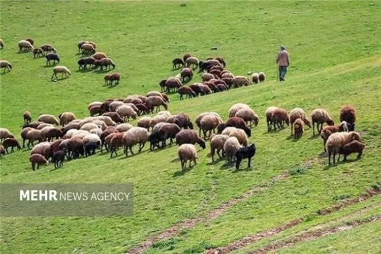 محبوبه؛ دختری افغانستانی که در ایران بزرگ شده و می‌خواهد در ایران بماند، اما…