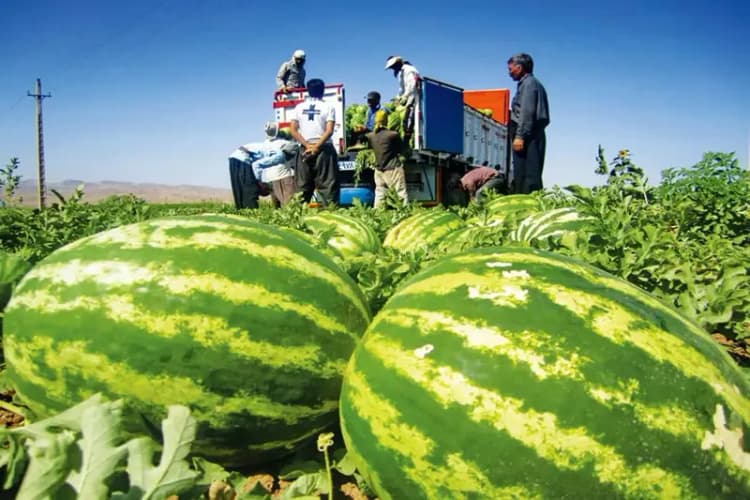 آتش‌سوزی گسترده در ارتفاعات دشتستان ادامه دارد