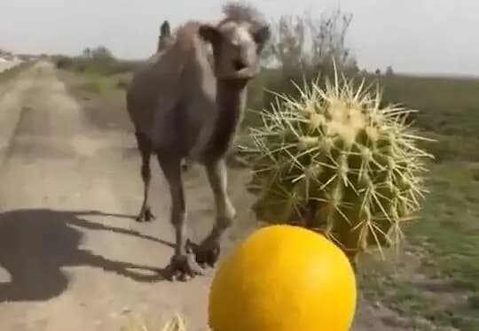 این دو جوان برای نجات پسربچه ۱۲ساله در حال غرق‌شدن، جان خود را از دست دادند