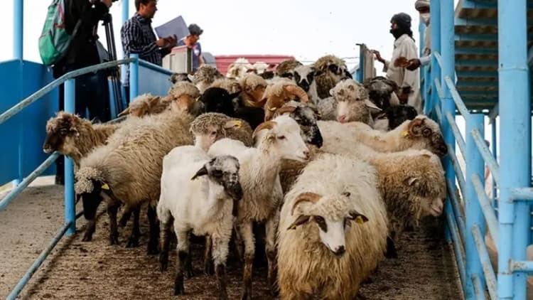 کاظمی: استانداردسازی فضاهای آموزشی ضروری است