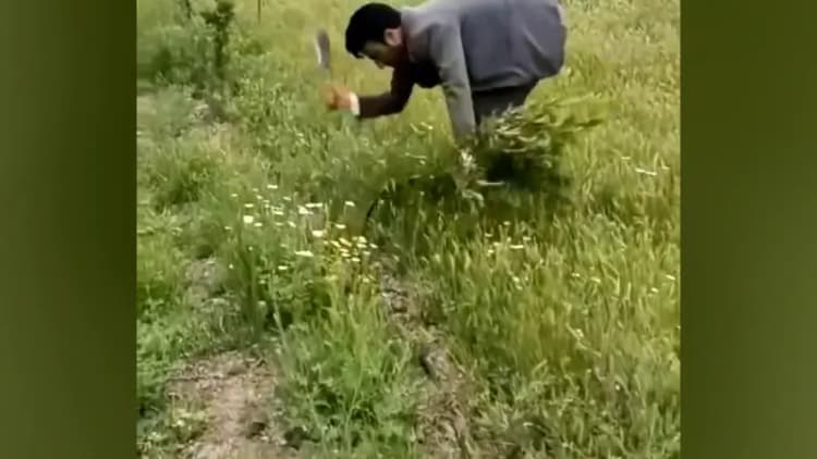 ترند