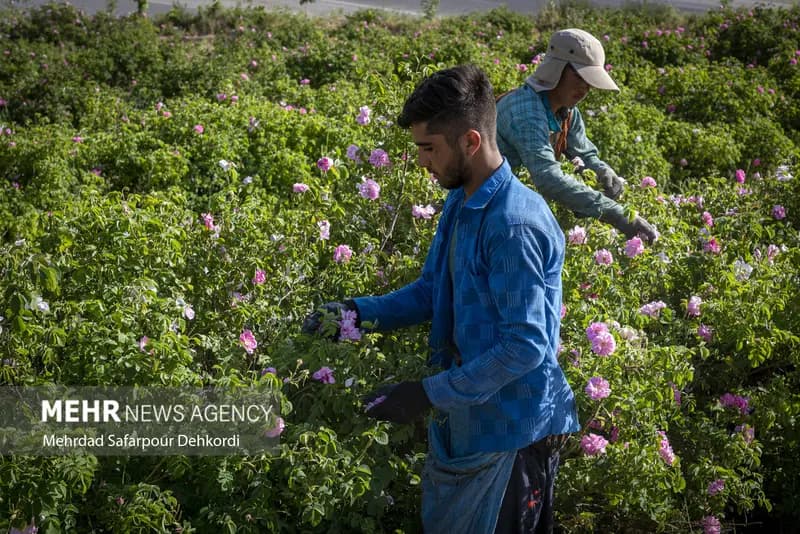 پیش بینی برداشت ۷۰۰ تُن گل محمدی در ملایر