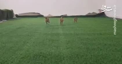 ترند