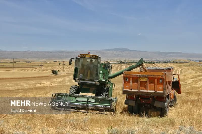 برداشت ۱۴۰۰ تن جو از مزارع سرخه پیش بینی می‌شود