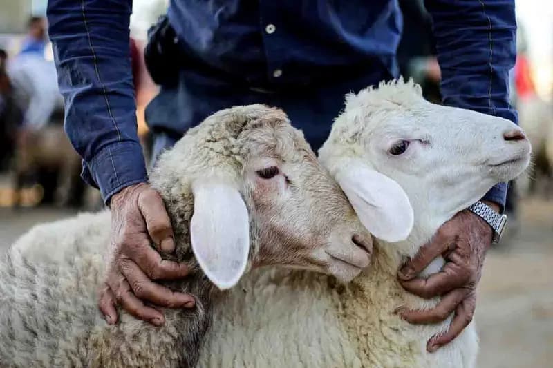 هشدار وزارت بهداشت در خصوص ذبح غیر بهداشتی دام در عید قربان