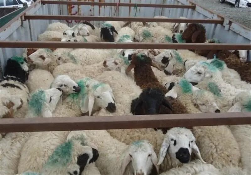 قاچاق دام در مازندران جلوگیری شده است