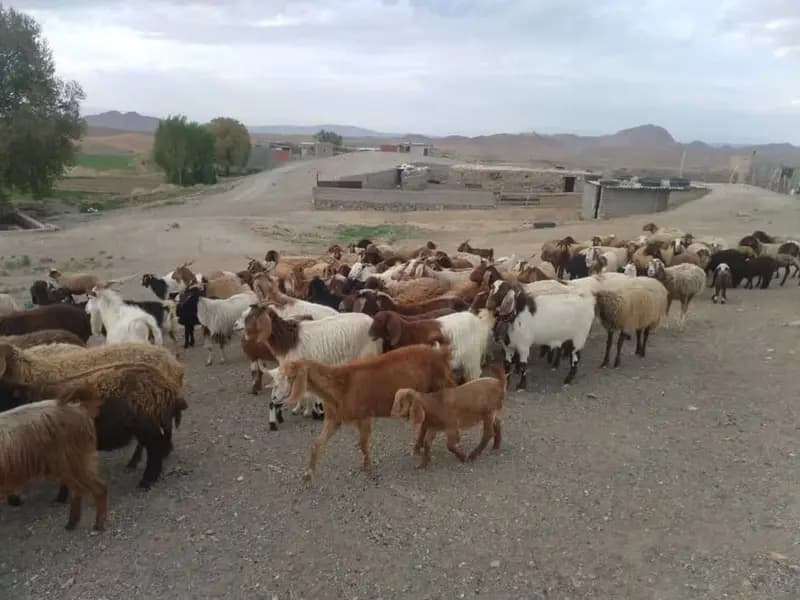 ناکامی قاچاقچیان احشام در انتقال دام زنده قاچاق در بندرعباس