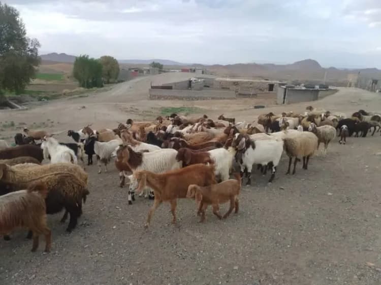 انتقال رشادت‌های دفاع مقدس رسالت اصلی هنرمندان است