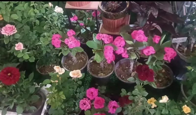 سالانه ۱۱۰ میلیون گل شاخه بریده در خمین تولید می شود