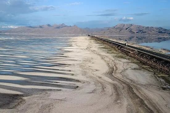 ماجرای تلخ انتقال اضطراری توله‌خرس‌های فارس به تهران