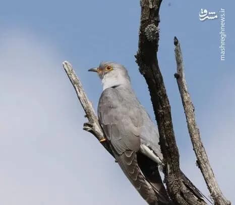 چهره ایرانی‌ها در آینده شبیه مردم افغانستان می‌شود!