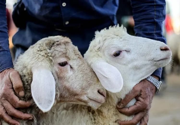 تغییر ساعات اجرای طرح زوج و فرد در تبریز