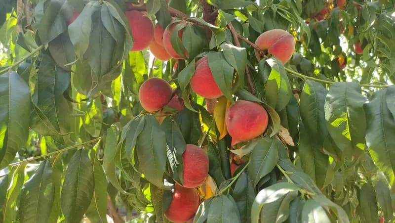 ۳۰۰ هزار تن هلو و شلیل در مازندران تولید می‌شود