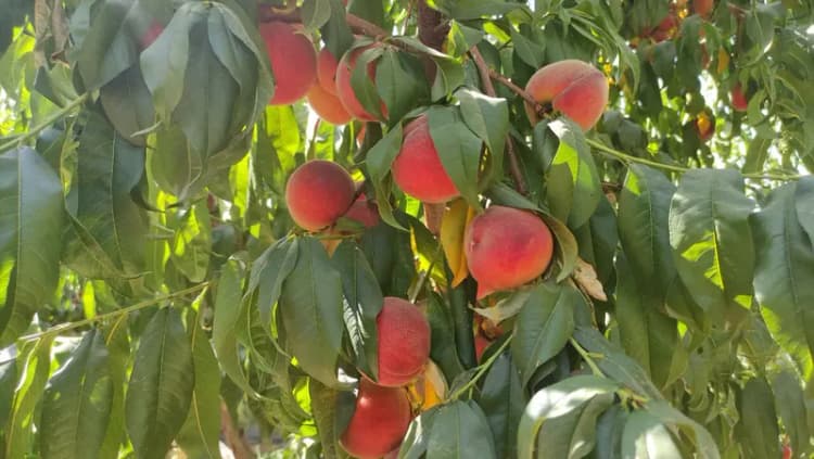 پیش بینی هوای خراسان شمالی؛ یکشنبه 18 خرداد ۱۴۰۴