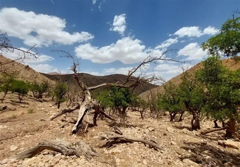 تداوم بحران آب، تهدیدی برای باغات چهارمحال و بختیاری