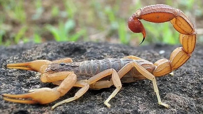 نجات یک زن از عقرب‌ گزیدگی در دزفول