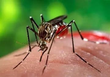 بلندترین آسمان‌خراش چوبی دنیا