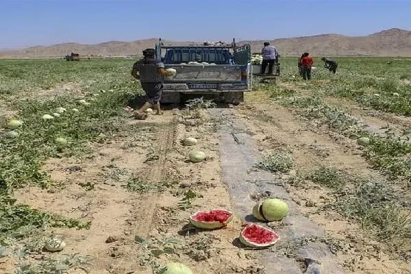 رگبار و رعد و برق در تهران و 14 استان دیگر