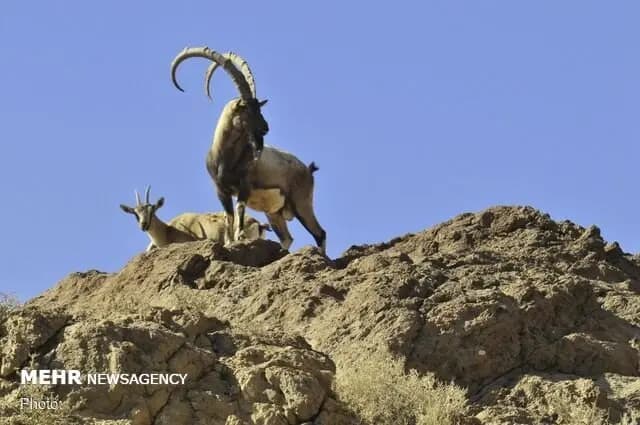 وقتی چینی‌ها چاقوی زنجان را ‌مصادره کردند/ قاچاق خاموش چاقو!