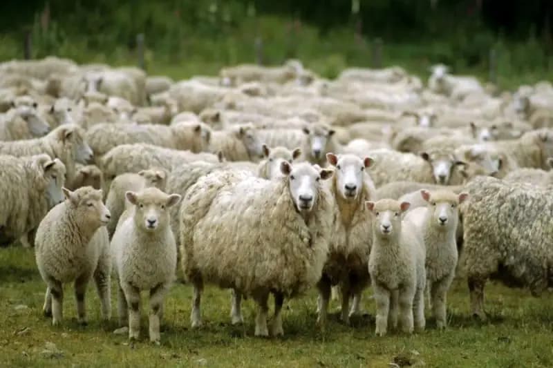 قربانی کردن گوسفند در این کشور ممنوع شد! 