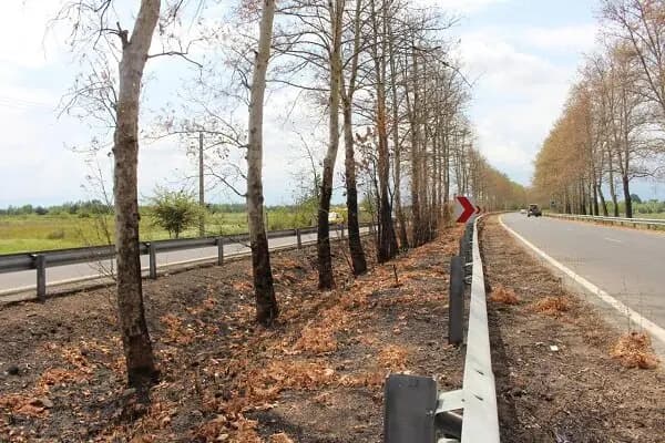 خرید ۵۴ هزارتن کلزا درگلستان؛گام بلند تعاون روستایی برای خودکفایی روغن