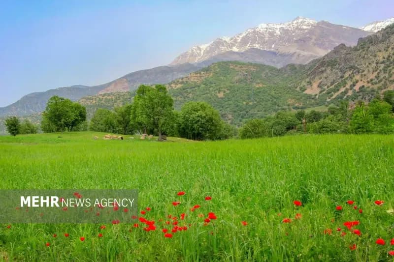 ترند